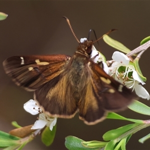 Toxidia doubledayi at Mongarlowe, NSW - suppressed