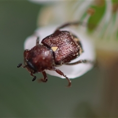 Microvalgus sp. (genus) (Flower scarab) at Mongarlowe, NSW - 27 Nov 2024 by LisaH