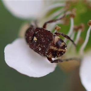 Microvalgus sp. (genus) at Mongarlowe, NSW - 27 Nov 2024