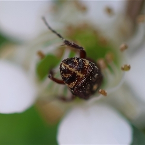 Microvalgus sp. (genus) at Mongarlowe, NSW - 27 Nov 2024