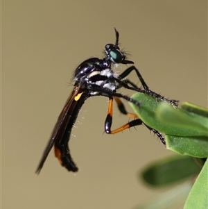 Austrosaropogon sp. at Mongarlowe, NSW by LisaH