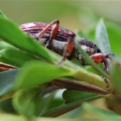 Aoplocnemis rufipes at Mongarlowe, NSW - suppressed