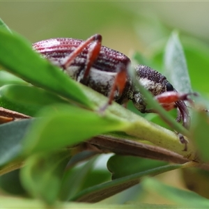 Aoplocnemis rufipes at Mongarlowe, NSW - suppressed