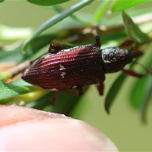 Aoplocnemis rufipes at Mongarlowe, NSW - suppressed