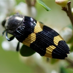 Castiarina bifasciata (Jewel beetle) at Mongarlowe, NSW - 27 Nov 2024 by LisaH