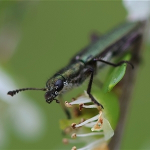 Eleale aspera (Clerid beetle) at Mongarlowe, NSW by LisaH