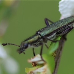 Eleale aspera at Mongarlowe, NSW - 27 Nov 2024