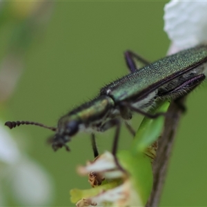 Eleale aspera at Mongarlowe, NSW - 27 Nov 2024