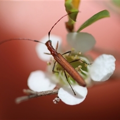 Stenoderus concolor (Longhorn Beetle) at Mongarlowe, NSW - 27 Nov 2024 by LisaH