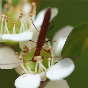 Stenoderus concolor at Mongarlowe, NSW - suppressed