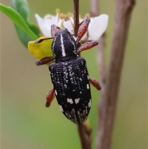 Aoplocnemis rufipes (A weevil) at Mongarlowe, NSW by LisaH