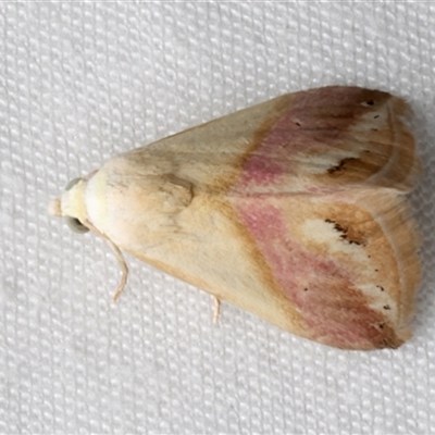 Eublemma cochylioides (Eublemma Moth) at Rosedale, NSW - 29 Nov 2024 by jb2602