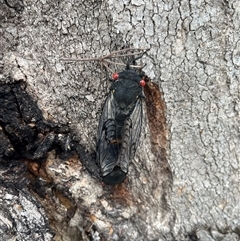 Psaltoda moerens (Redeye cicada) at Thirlmere, NSW - 28 Nov 2024 by millie