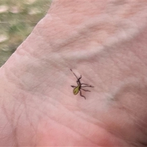 Reduviidae (family) at Thirlmere, NSW by millie