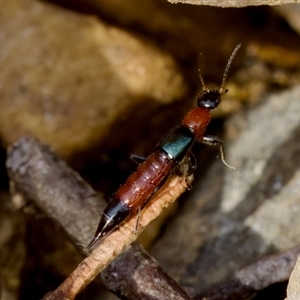 Paederus sp. (genus) at Cotter River, ACT - 23 Nov 2024 03:59 PM