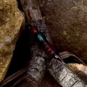 Paederus sp. (genus) at Cotter River, ACT - 23 Nov 2024 03:59 PM