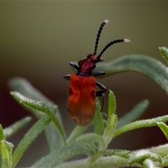 Lemodes coccinea (Scarlet ant beetle) at Cotter River, ACT - 23 Nov 2024 by KorinneM