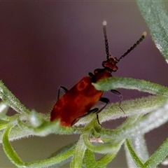 Lemodes coccinea at Cotter River, ACT - 23 Nov 2024 04:54 PM