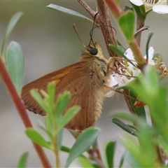 Timoconia flammeata (Bright Shield-skipper) at Mongarlowe, NSW - 27 Nov 2024 by LisaH