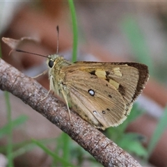 Trapezites eliena (Orange Ochre) at Mongarlowe, NSW - 27 Nov 2024 by LisaH