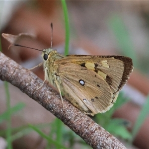 Trapezites eliena (Orange Ochre) at Mongarlowe, NSW by LisaH