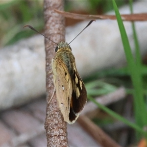 Trapezites eliena at Mongarlowe, NSW - 28 Nov 2024