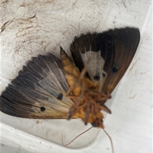 Dasypodia selenophora (Southern old lady moth) at Hughes, ACT by ruthkerruish