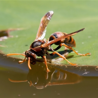 Polistes (Polistella) humilis (Common Paper Wasp) at Chisholm, ACT - 12 Feb 2024 by RomanSoroka