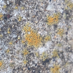 Lichen - crustose at Campbell, ACT - 30 Nov 2024 by Hejor1