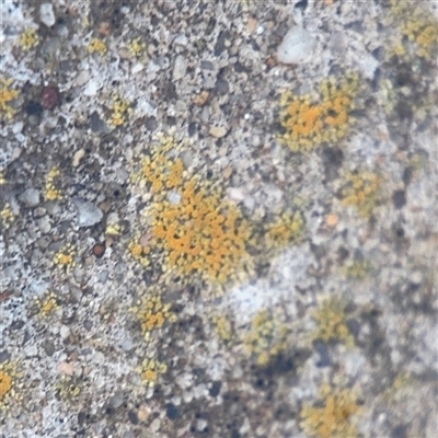 Lichen - crustose at Campbell, ACT - 30 Nov 2024 by Hejor1