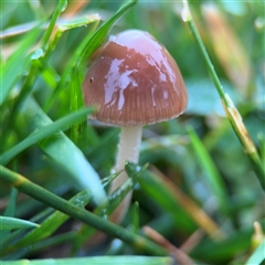 Panaeolus sp. at Campbell, ACT - 29 Nov 2024 by Hejor1