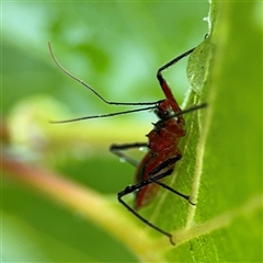 Gminatus australis (Orange assassin bug) at Campbell, ACT - 30 Nov 2024 by Hejor1