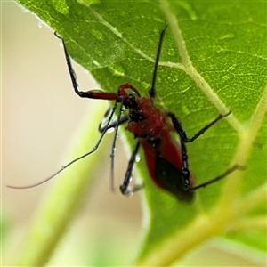 Gminatus australis at Campbell, ACT - 30 Nov 2024 09:46 AM