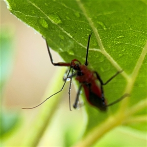 Gminatus australis at Campbell, ACT - 30 Nov 2024 09:46 AM