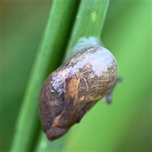 Oxyloma elegans at Campbell, ACT - 30 Nov 2024