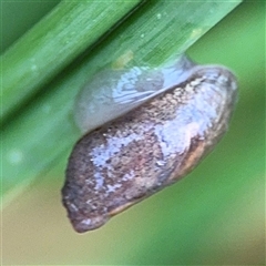 Oxyloma elegans at Campbell, ACT - 30 Nov 2024 09:43 AM