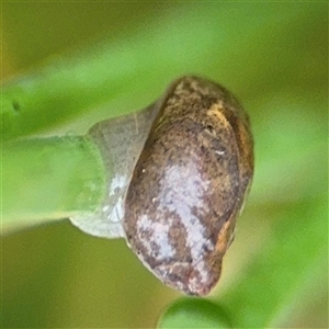 Oxyloma elegans at Campbell, ACT - 30 Nov 2024