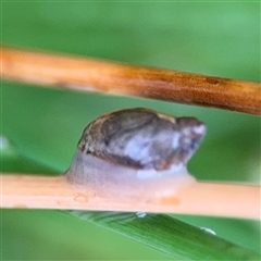 Oxyloma elegans at Campbell, ACT - 30 Nov 2024