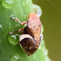 Bathyllus albicinctus (Spittlebug, Froghopper) at Campbell, ACT - 29 Nov 2024 by Hejor1