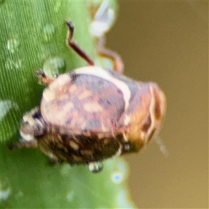 Bathyllus albicinctus at Campbell, ACT - 30 Nov 2024 09:37 AM