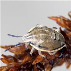 Pentatomidae (family) at Campbell, ACT - 29 Nov 2024 by Hejor1