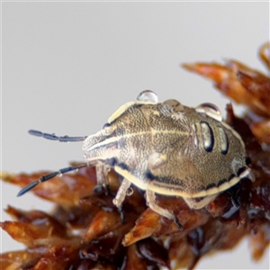 Pentatomidae (family) at Campbell, ACT by Hejor1