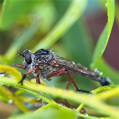 Asilinae sp. (subfamily) (Unidentified asiline Robberfly) at Campbell, ACT - 29 Nov 2024 by Hejor1