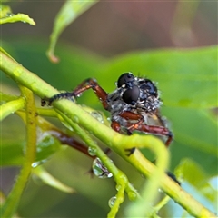 Asilinae sp. (subfamily) at Campbell, ACT - 30 Nov 2024