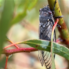 Psaltoda moerens (Redeye cicada) at Campbell, ACT - 30 Nov 2024 by Hejor1