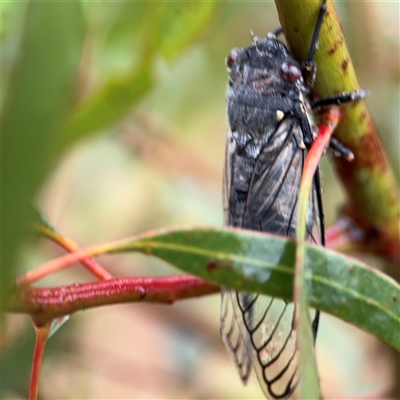 Psaltoda moerens (Redeye cicada) at Campbell, ACT - 29 Nov 2024 by Hejor1