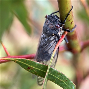 Psaltoda moerens at Campbell, ACT - 30 Nov 2024 09:27 AM