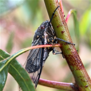 Psaltoda moerens at Campbell, ACT - 30 Nov 2024 09:27 AM