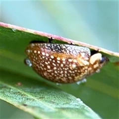 Paropsisterna cloelia (Eucalyptus variegated beetle) at Campbell, ACT - 30 Nov 2024 by Hejor1