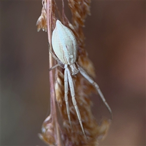 Runcinia acuminata (Pointy Crab Spider) at Campbell, ACT by Hejor1